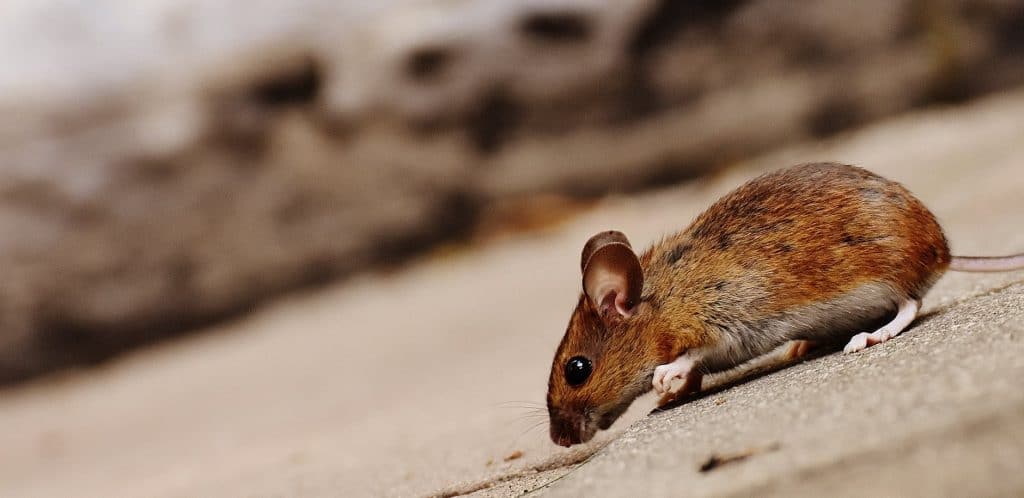 vancouver rat control on roof