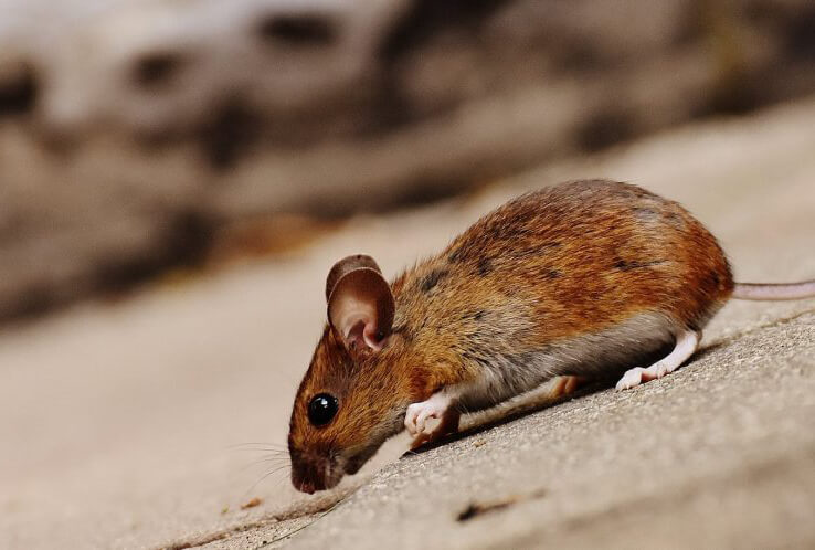 a mouse exploring on a roof 