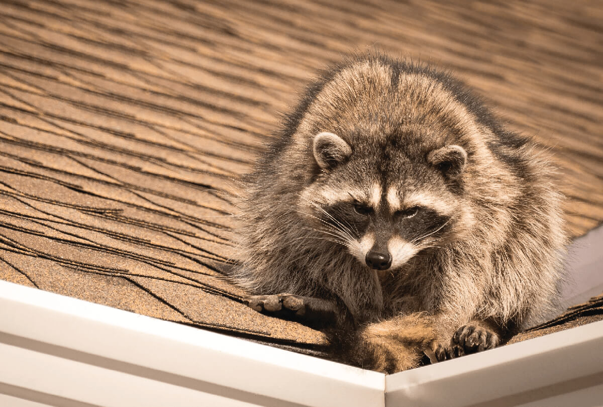 Solution Pest Control Racoon Removal 1200x810 a