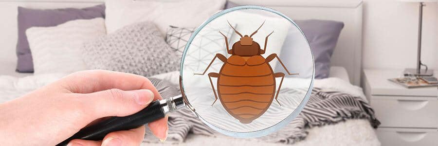 vancouver bed bug exterminators