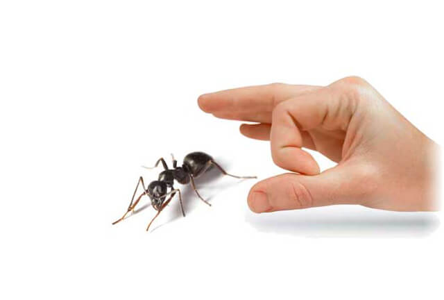 finger about to flick an ant away