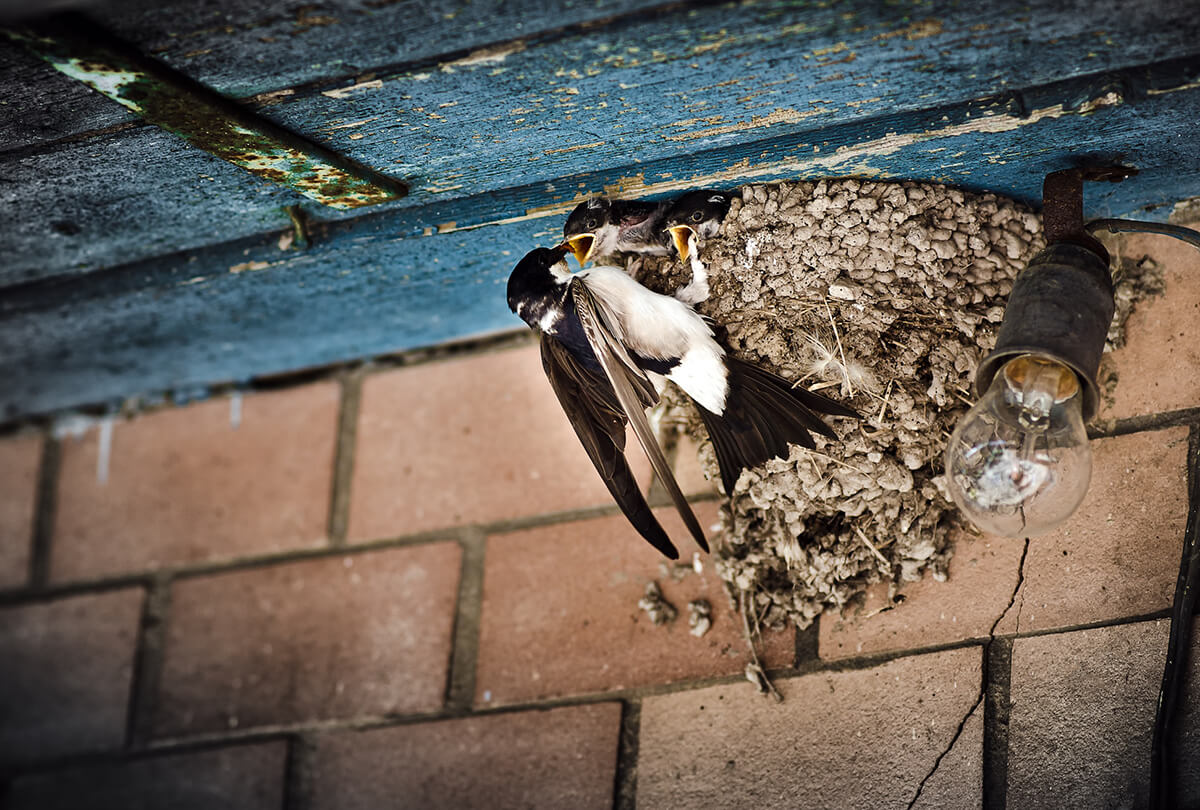 bird nest under eaves