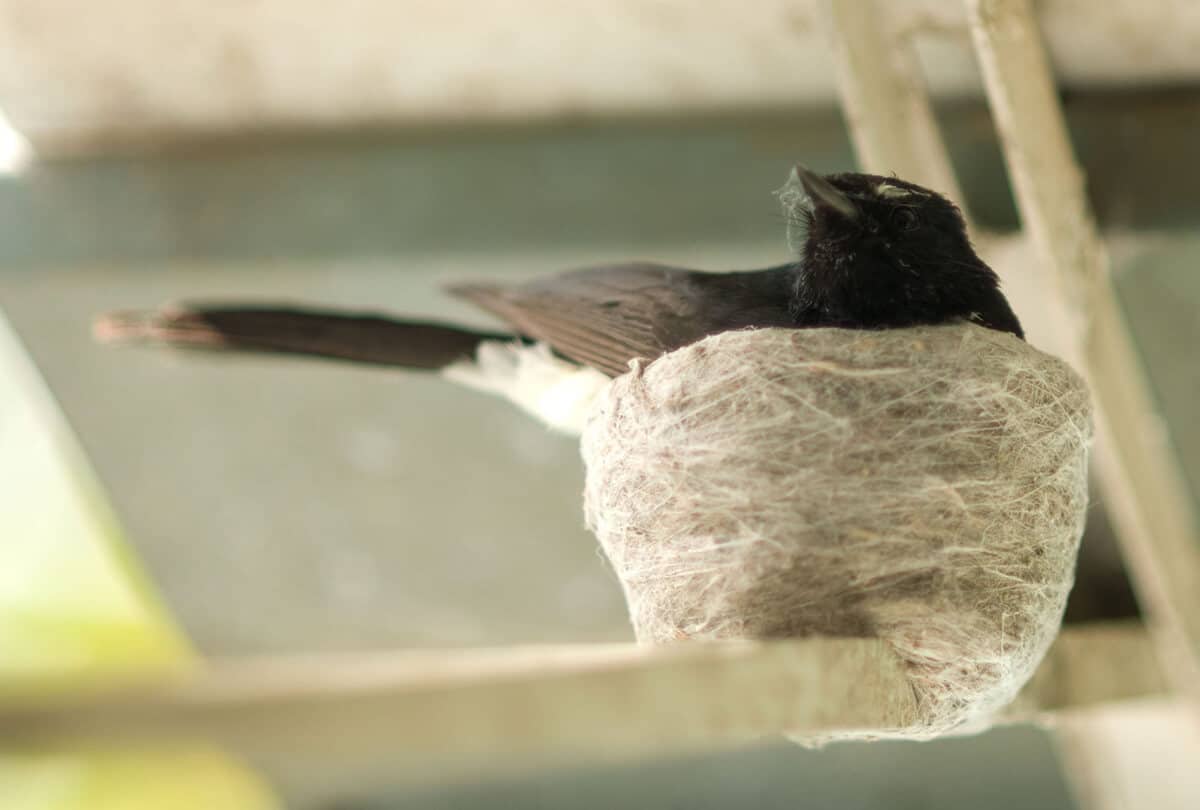 west vancouver bird control