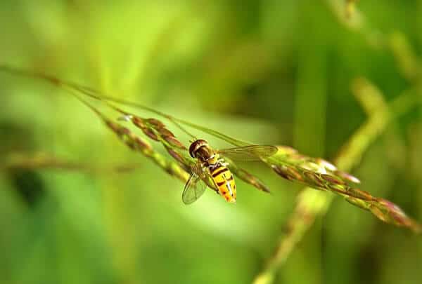 do fake wasp traps work wasp on leaf