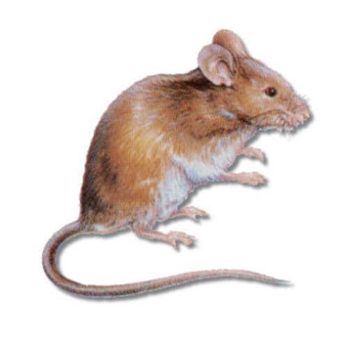 house mouse