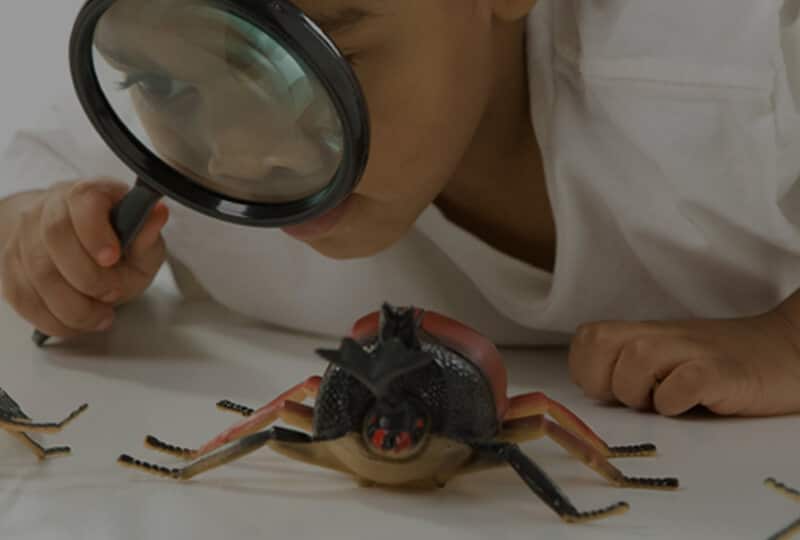SPC-Cockroaches-800×540-a