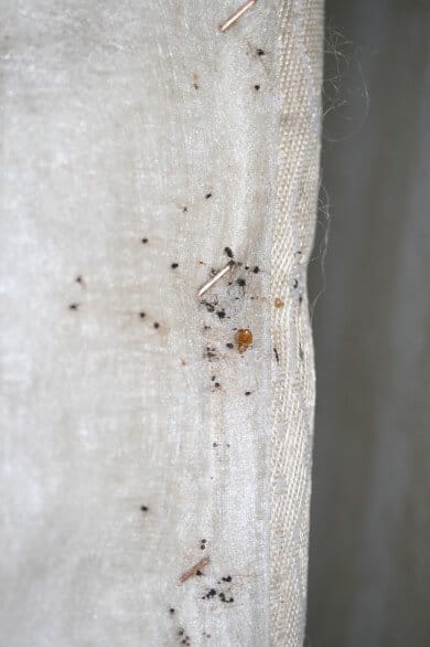 SPC-bed-bugs-390×586-a