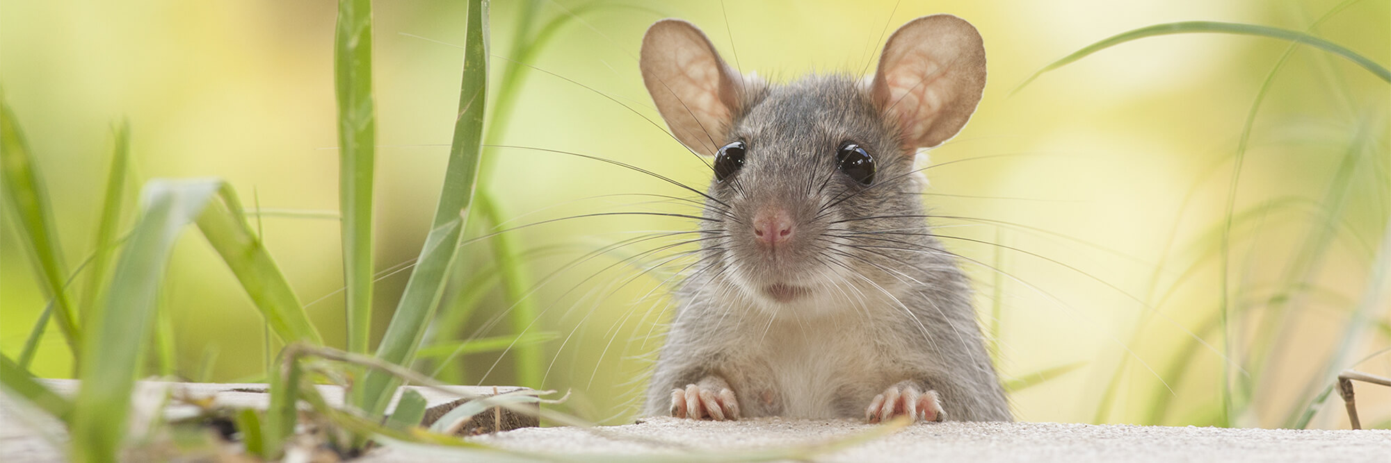 mouse in grass looking around