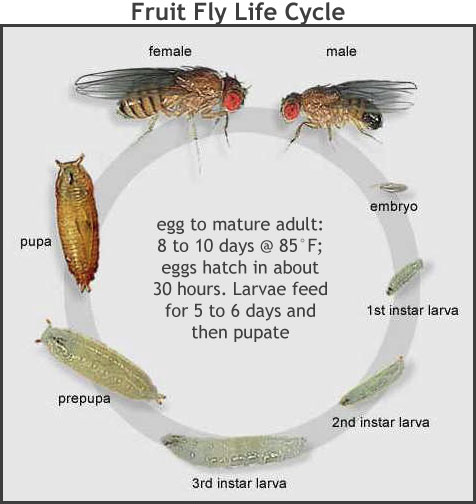 How to Get Rid of Flies, Fly, Fruit Fly, Sandfly