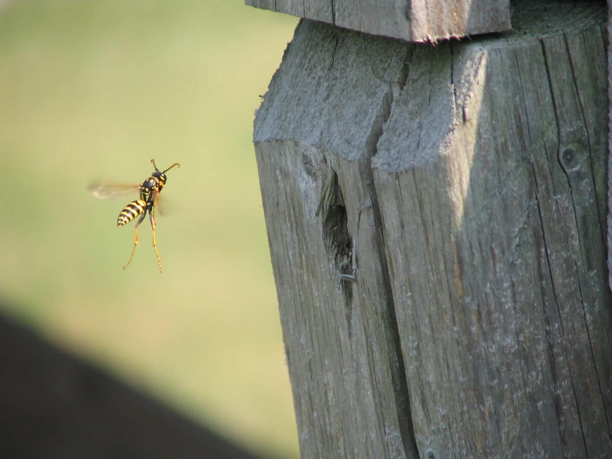 wasp flying near outdoor deck