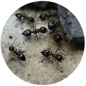 pavement ants closeup of group looking for food