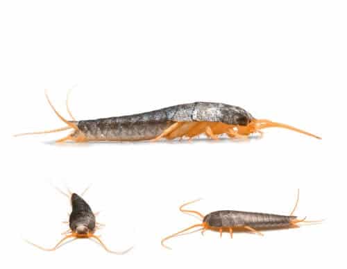 collage of 3 silverfish