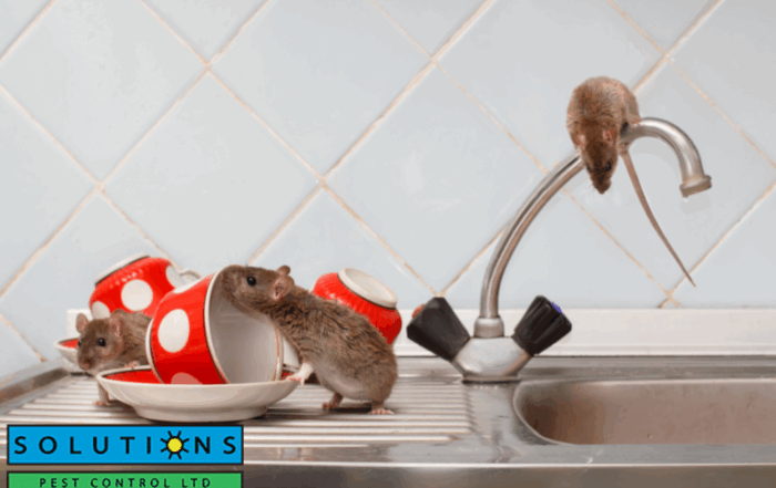 apartment pest control