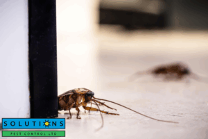 pest control