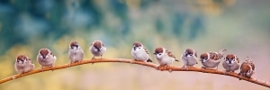 vancouver bird control birds on branch