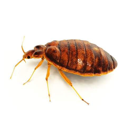 bed bug on white background