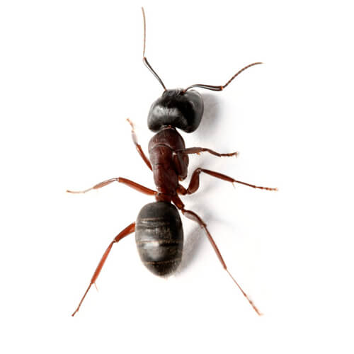 carpenter ant on white background