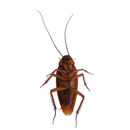 coackroach on white background