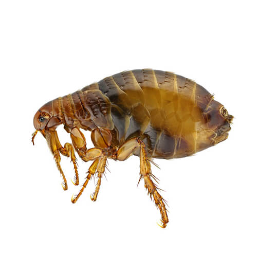 flea on white background
