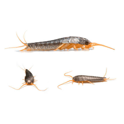 silverfish on white background