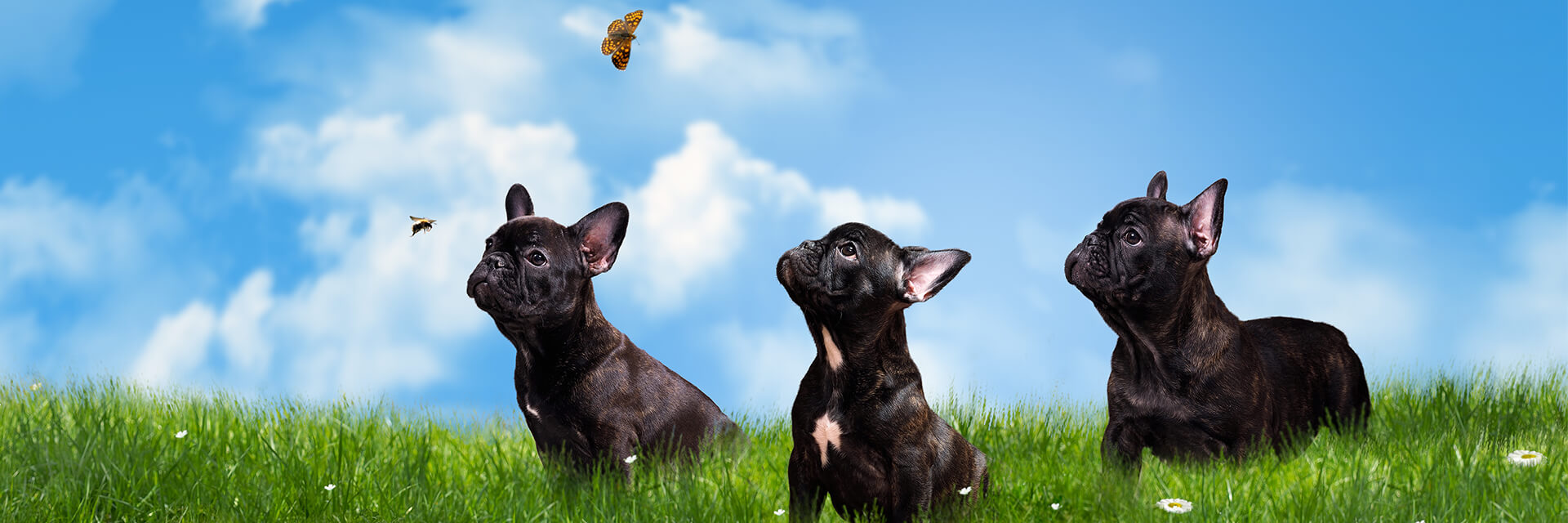 3 puppy dogs in field looking at bee and butterfly