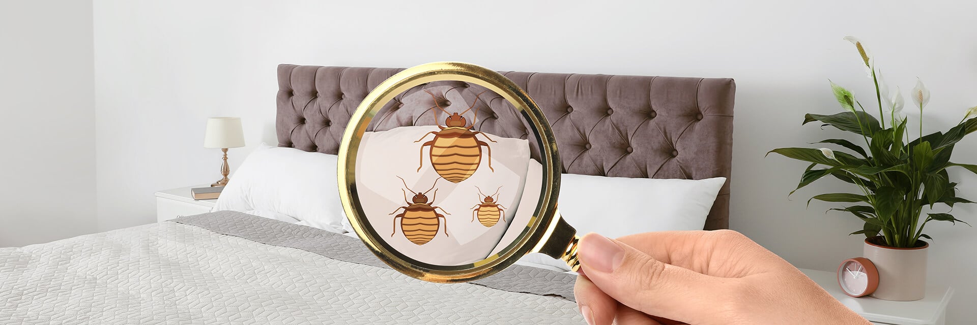 bed bug information, looking for bed bugs 