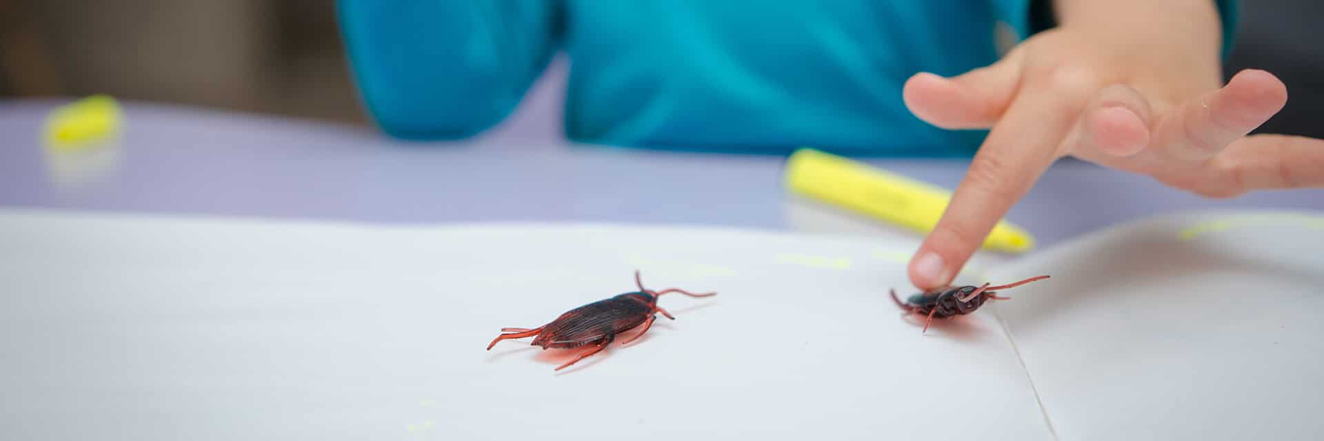 A girl wearing blue playing with plastic cockroaches