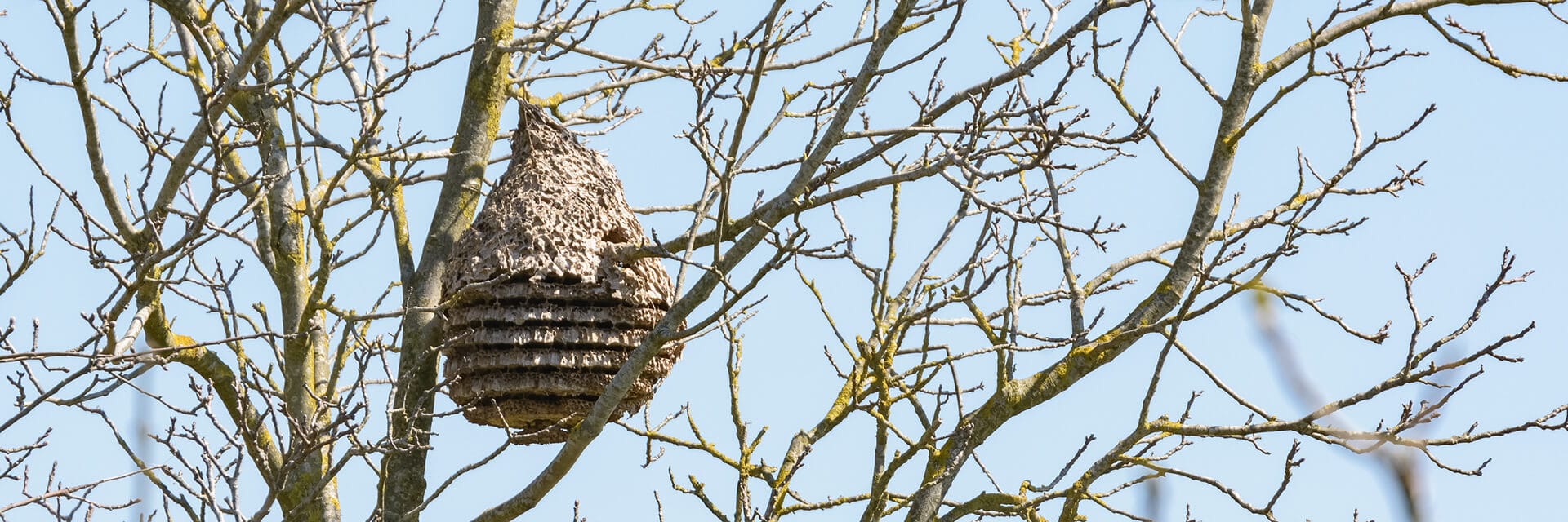 Wasp nest at forest in the spring