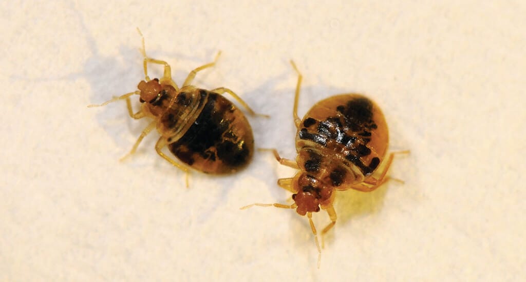 close up on two bed bug nymhs