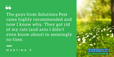 squamish pest control testimonial from Martina P. with green image“ /></noscript></a></div>
<p>With so many great things to see and do in Squamish, no one wants to spend their days inside dealing with a pest problem. That’s why we offer the most effective pest control solutions to get you back outdoors enjoying everything Squamish has to offer. If you are looking for quality and reliable pest management, go with the name you can trust—Solutions Pest Control.</p>
<p><strong>Our Squamish Pest Control Services</strong></p>
<p>Trust Solutions Pest Control to eliminate a wide variety of common pests. Learn about our services in:</p>
<ul>
<li><a title=