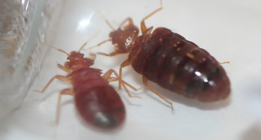 close up on two bed bugs