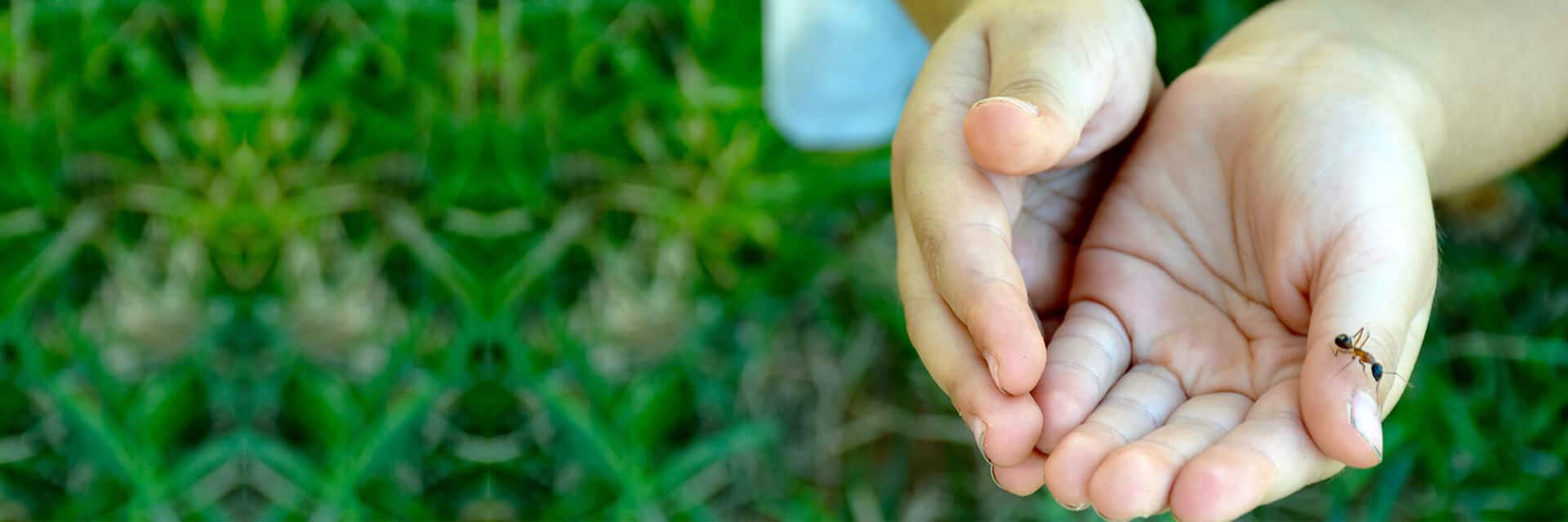 child on lawn, ant on hand. Header for Ant Control