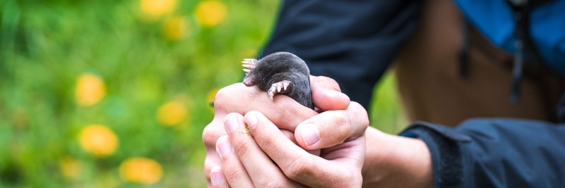 Man holding a mole in a flower garden