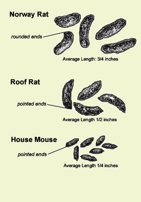 compare size of rodent droppings