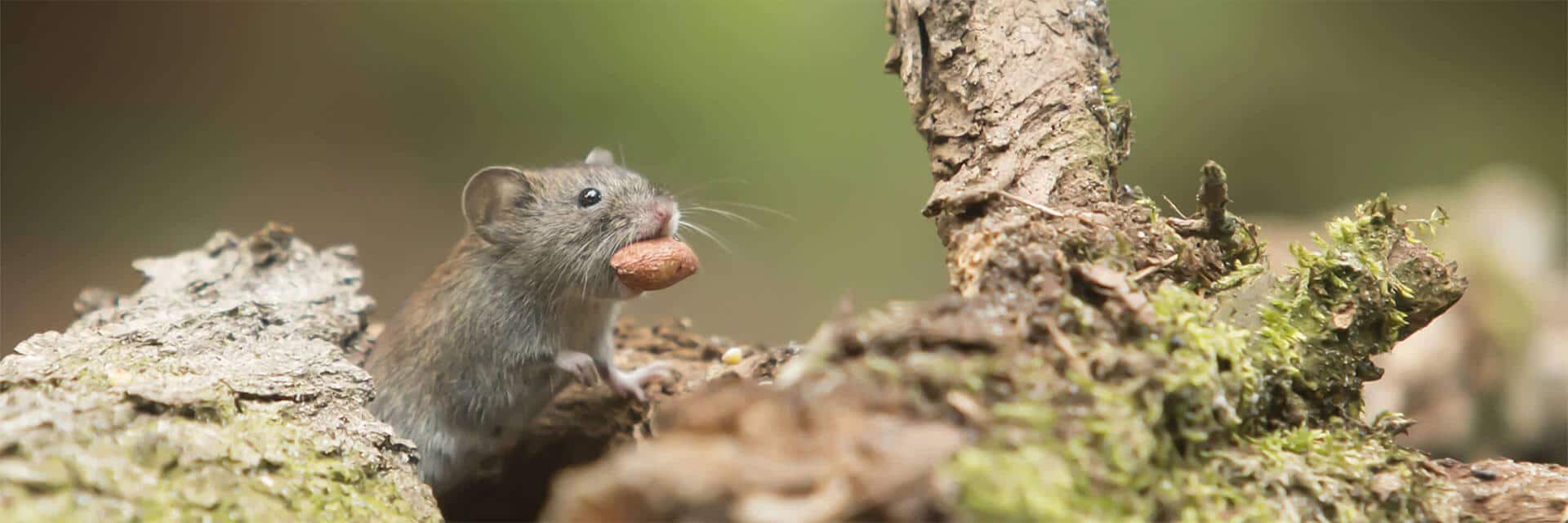 rat control mouse control with nut outdoors