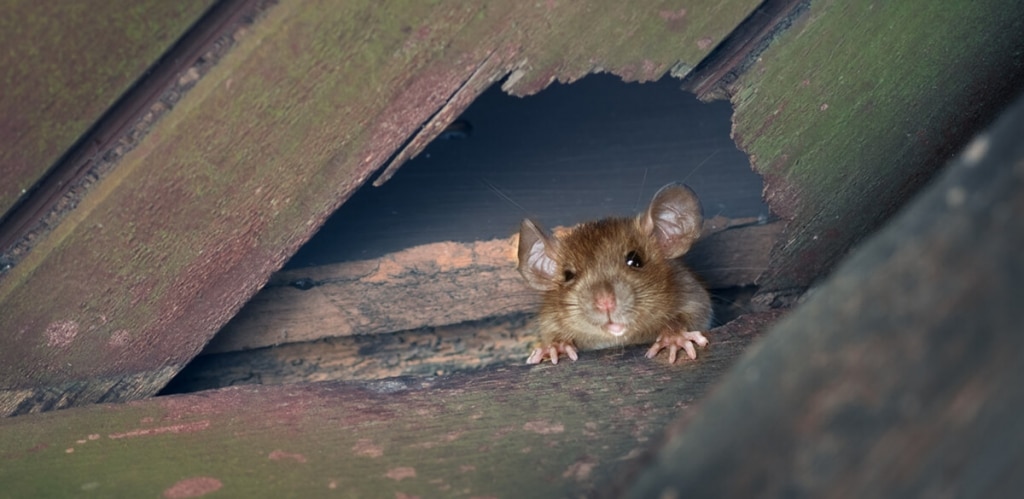 rat finding hole in roof