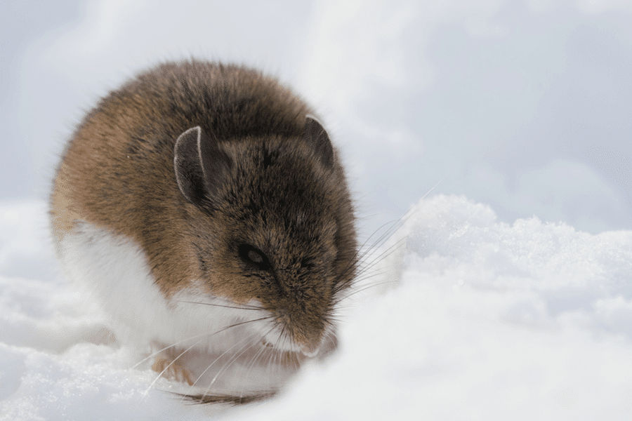 Rat in the snow