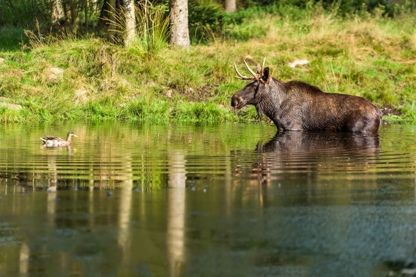 duck talking to moose near 100 Mile House area