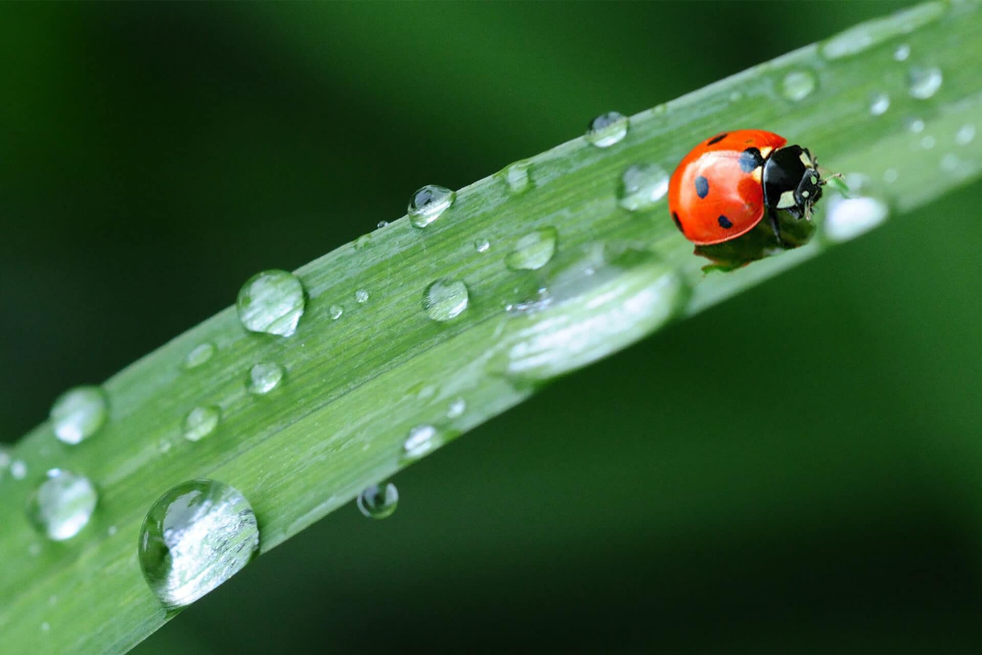 lady-bug on a tasty green leaf - Happy Spring