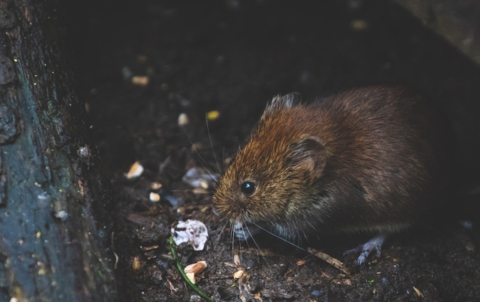 Exterminators rats