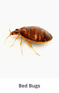 bed bug products 