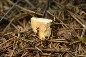 squamish ant control ants on food on ground