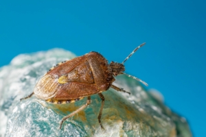 vancouver stink bug removal on tree