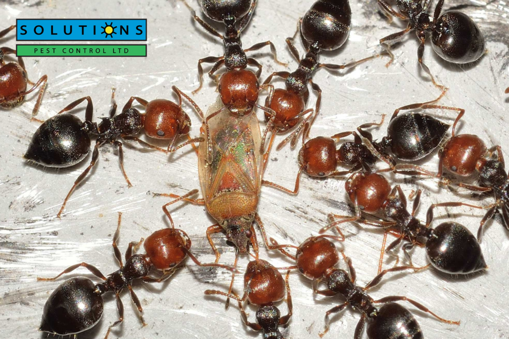 Solutions Pest Control