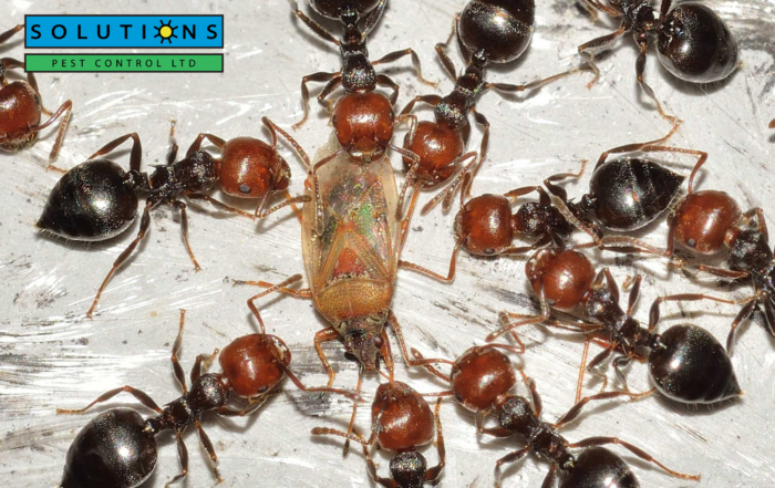 Solutions Pest Control