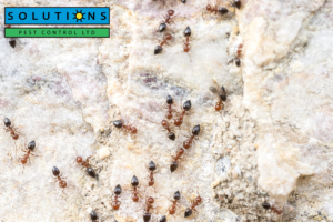 Solution Pest Control