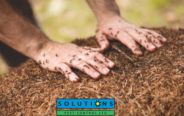 Solutions Pest Control
