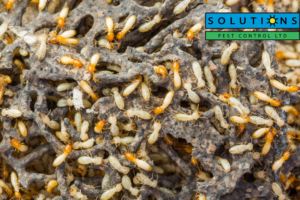 Solutions Pest Control