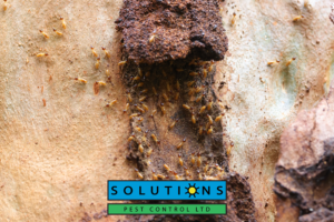 Solutions Pest Control