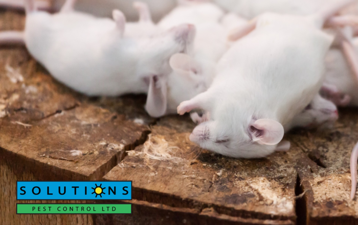 Solutions Pest Control